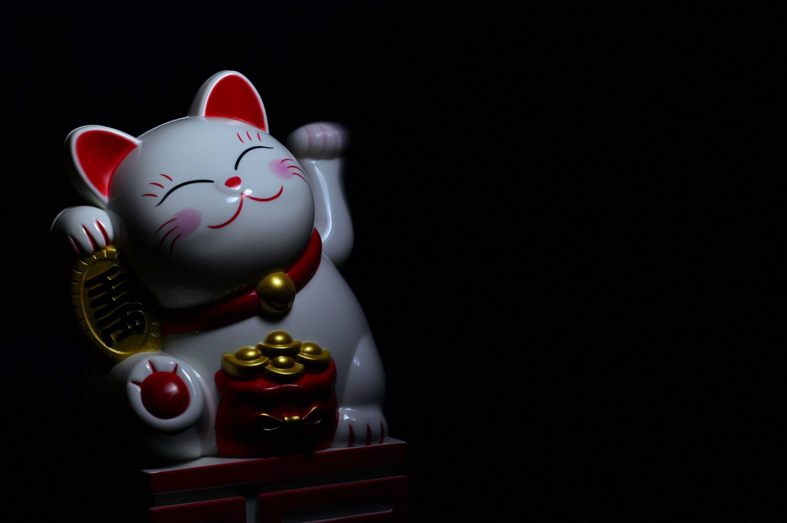 finance cat